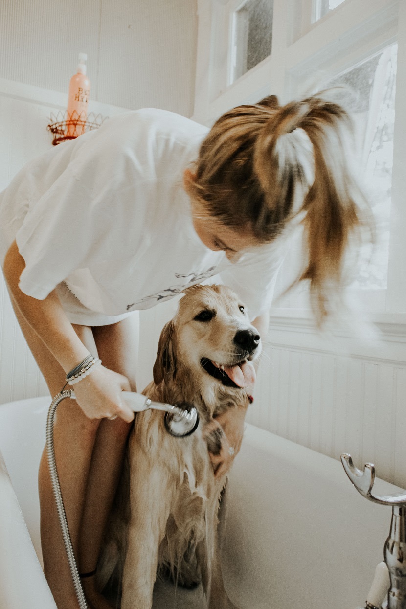 10% de descuento en SESIÓN DE PELUQUERÍA canina en MASCOTAS LOS PINOS