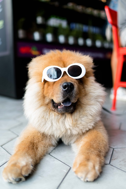 ¡Disfruta de un 20% en compras superiores a 30€ en MASCOTAS LOS PINOS!