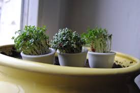 ¡¡APROVÉCHATE DEL 10% DE DESCUENTO EN TODAS LAS PLANTAS DE INTERIOR!!